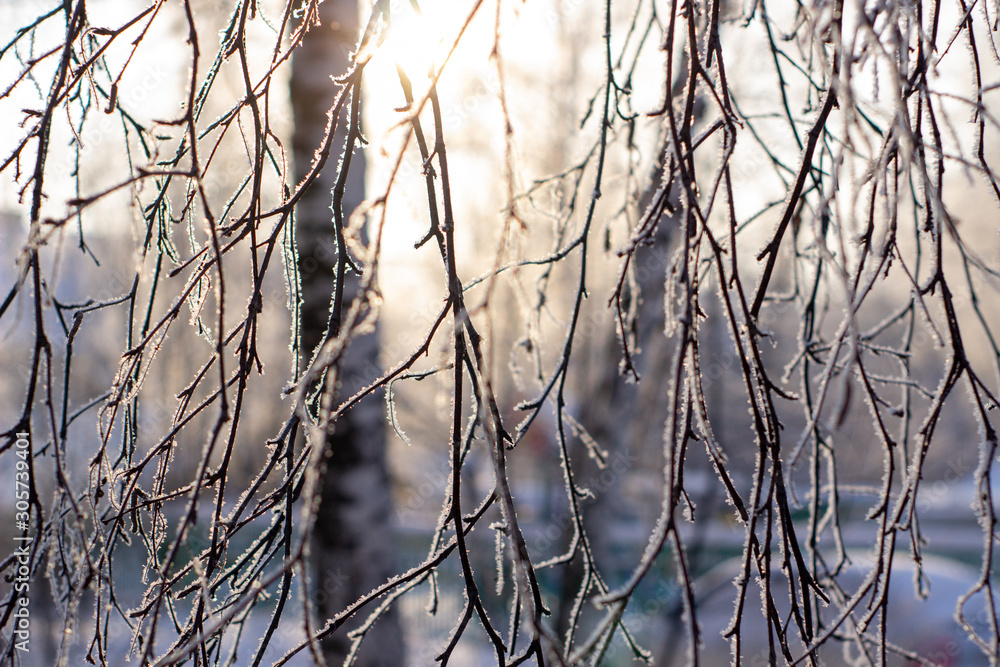 Fototapeta premium Snow, frost on the branches of a tree on winter background.
