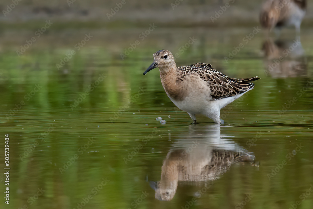 The Ruff, Philomachus pugnax, juvenile The Ruff, Philomachus pugnax, juvenile