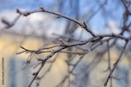 Snow, frost on the branches of a tree on winter background.