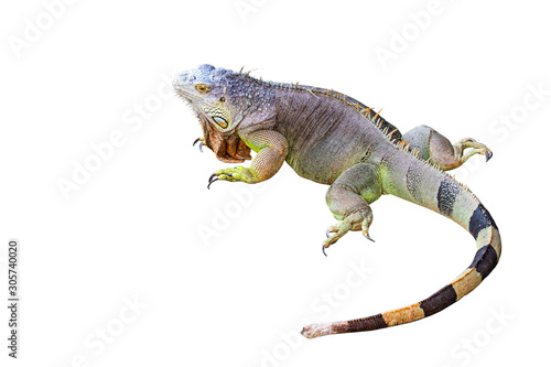 Iguana with a white background