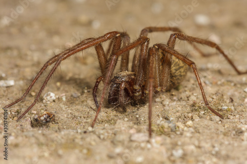 Hausspinne