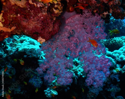 morze czerwone rafa ryba fiolet czerwień nurkowanie podwodne 