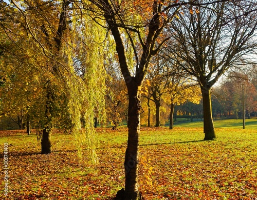 autumn in the park