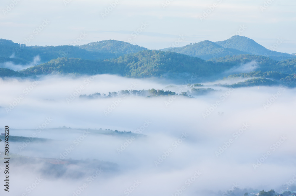 dense fog cover valleys in the mountains with beauty light appear and disappear alternately in the pine forest at sunrise