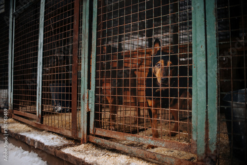 sad dog posing in a cage in animal shelter