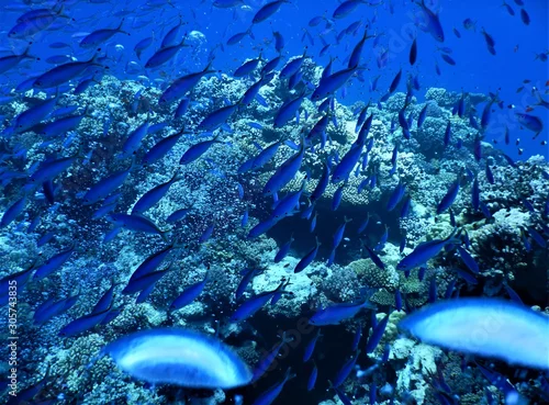 Obraz ryba niebieski morze czerwone nurkowanie podwodne rafa koral