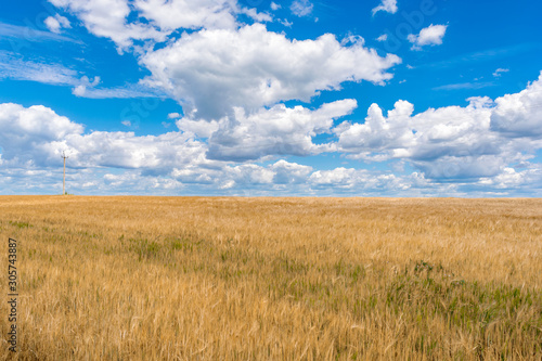 A large golden wheat field. Cumulus on a clear blue sky. Green forest on the horizon. Beautiful nature. The concept of cleanliness. Natural plants. Agricultural business.