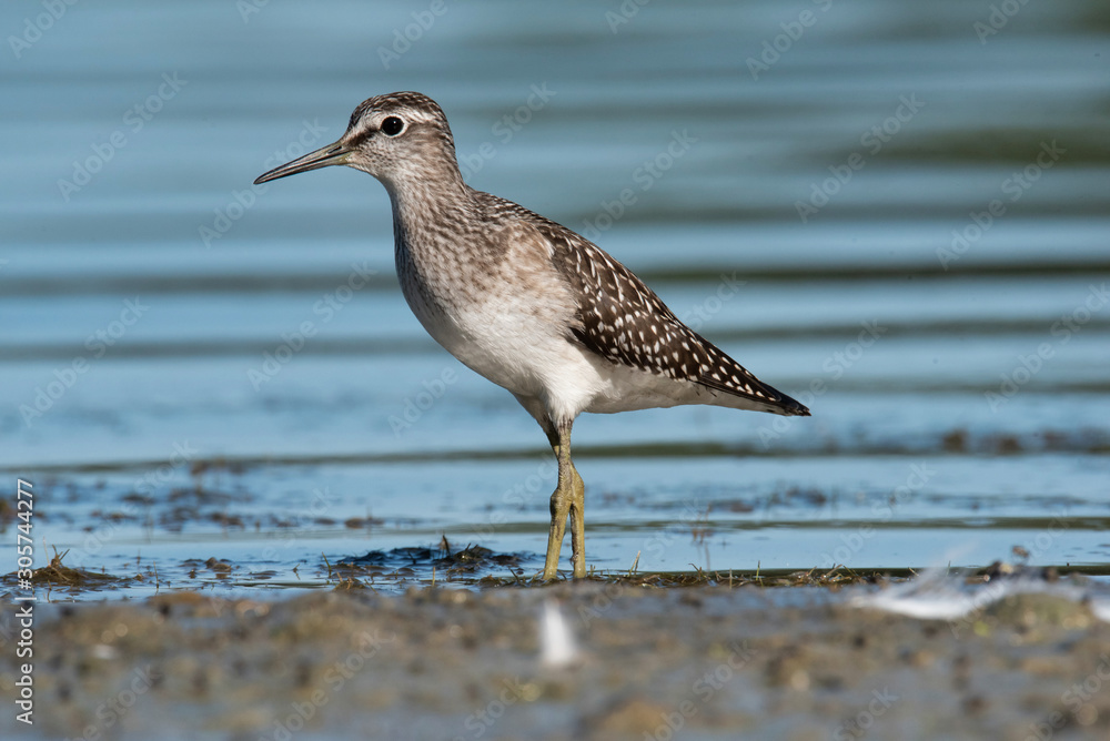 The wood sandpiper (Tringa glareola) The wood sandpiper (Tringa glareola)