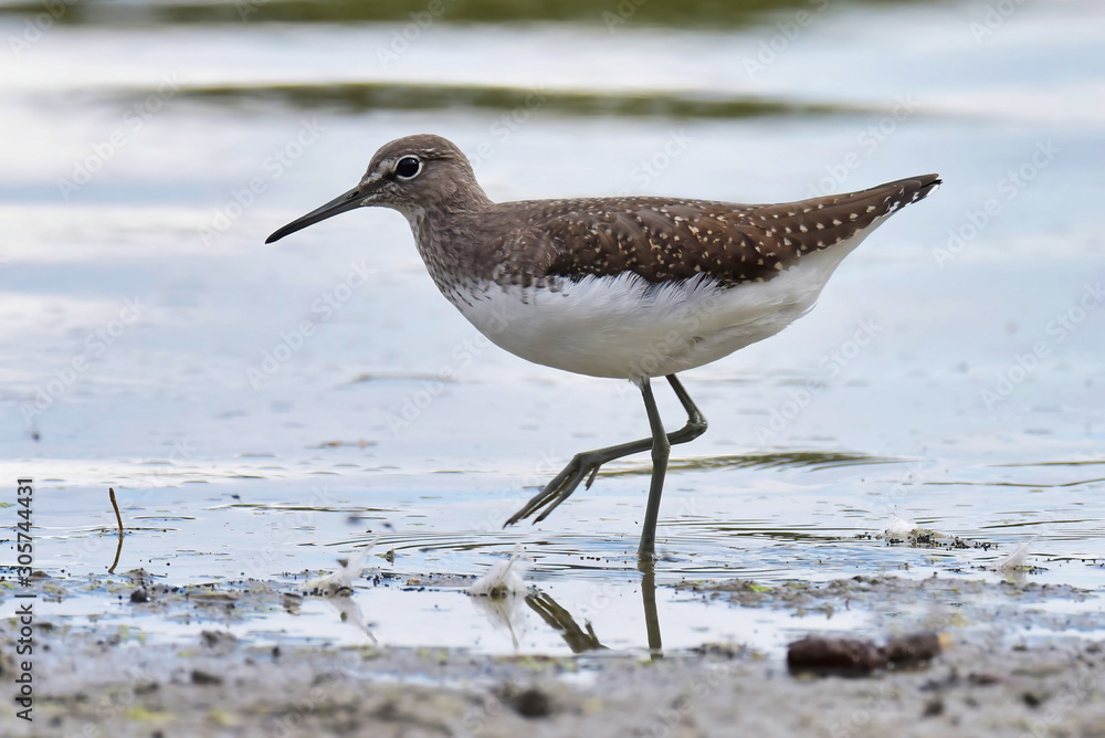 The green sandpiper (Tringa ochropus) The green sandpiper (Tringa ochropus)