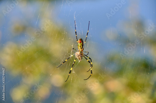 Scenic view of yellow and black spider on web in forest near Andong in South Korea. Beautiful summer sunny look of insect in nature. Close up image of small predator.