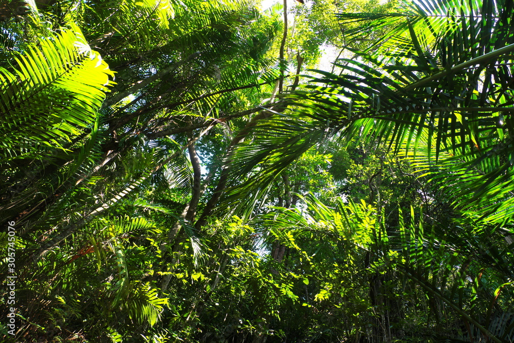 bottom view of leaves in tropical rainforest bottom view of leaves in tropical rainforest