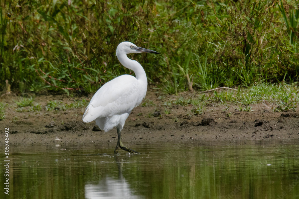 The little egret (Egretta garzetta) The little egret (Egretta garzetta)