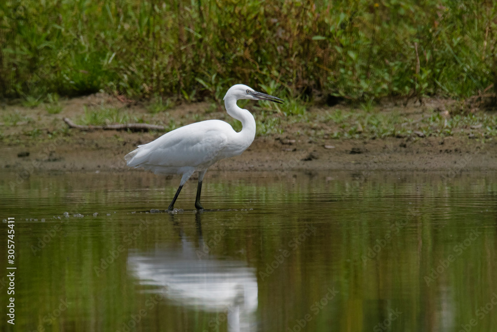 The little egret (Egretta garzetta) The little egret (Egretta garzetta)