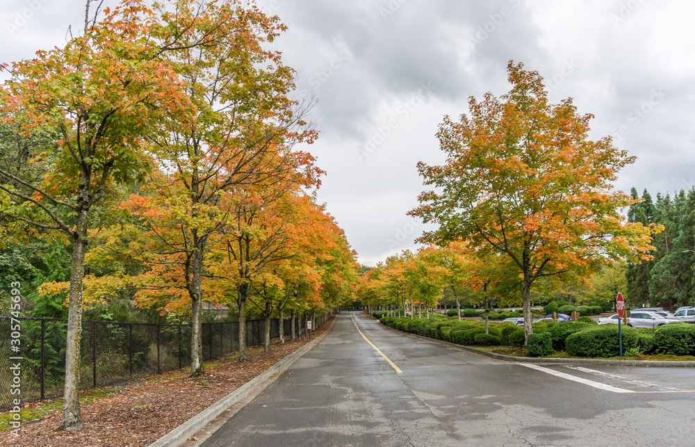 Roadside Autumn Trees 12