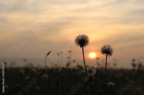 L  wenzahn -Taraxacum-bei Sonnenaufgang 