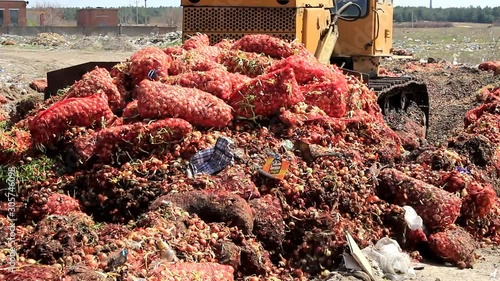 A diesel tractor with a bucket, crushes still usable onions, packed in nylon bags.