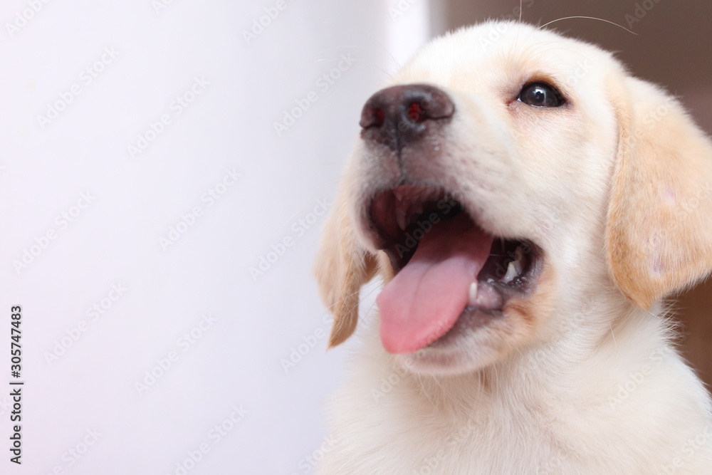 The head and body of the Labrador puppy closely on the White Blackground The head and body of the Labrador puppy closely on the White Blackground