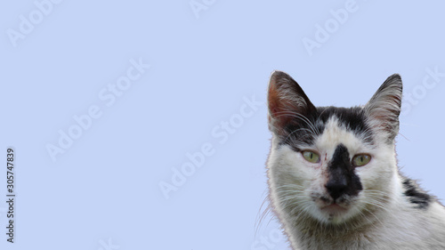 cat