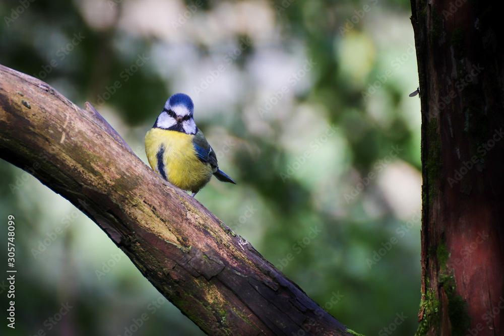 Blue tit male facing the camera perched on a tree with interesting moss growing on the trunk Blue tit male facing the camera perched on a tree with interesting moss growing on the trunk