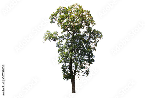 Natural green trees That is isolated from the white background