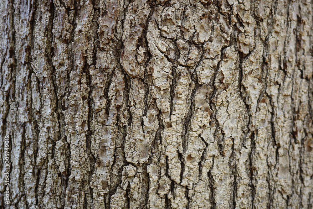 Regular wooden tree bark texture background Regular wooden tree bark texture background