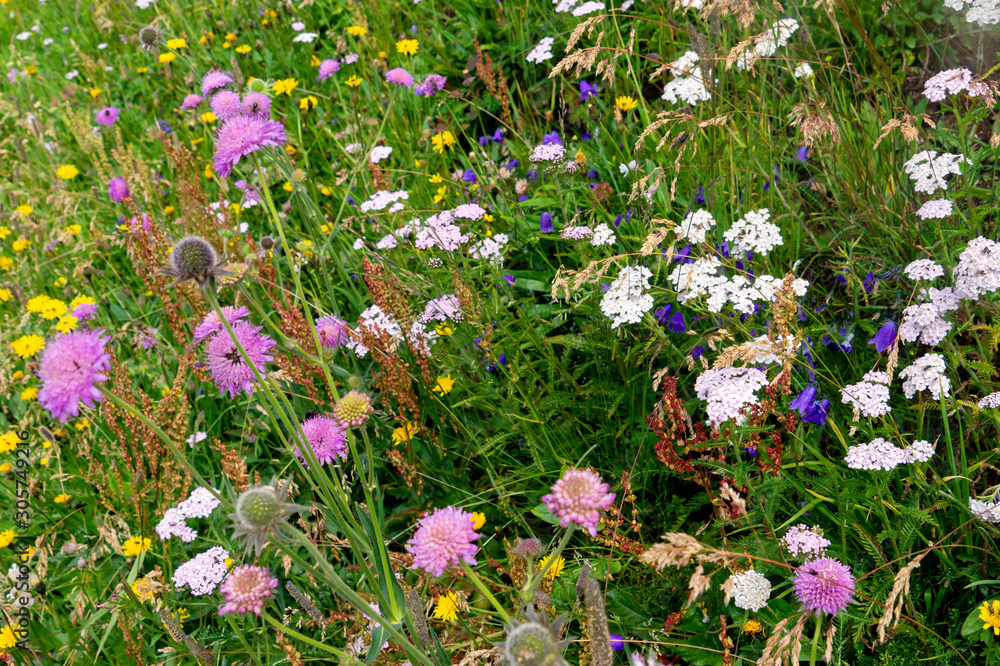 Naklejka premium Blooming alpine meadow with bright multicolored flowers