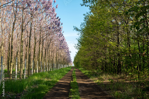 Plantation of blossoming Paulownia trees and country road - selective focus photo