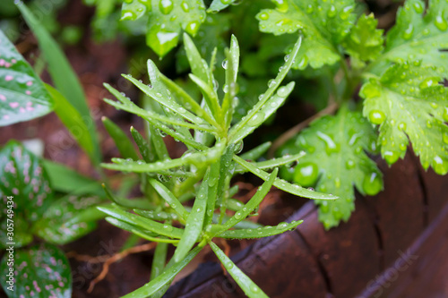 VERDOLAGA Portulaca oleracea