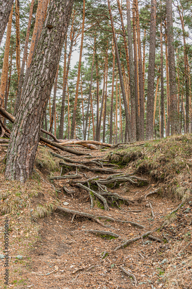 roots and pine forest in navacerrada. Madrid's community. Spain. roots and pine forest in navacerrada. Madrid's community. Spain.