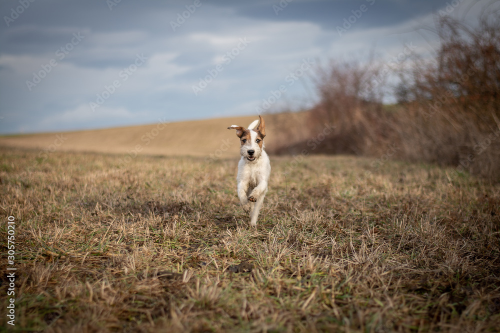Parson Russell Terrier in Nature Parson Russell Terrier in Nature