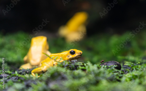 Yellow poison-dart frog  Dendrobates tinctorius azureus .poison frog very poisonous animal with warning colors Phyllobates terribilis Colombia amazon rainforest toxic amphibian