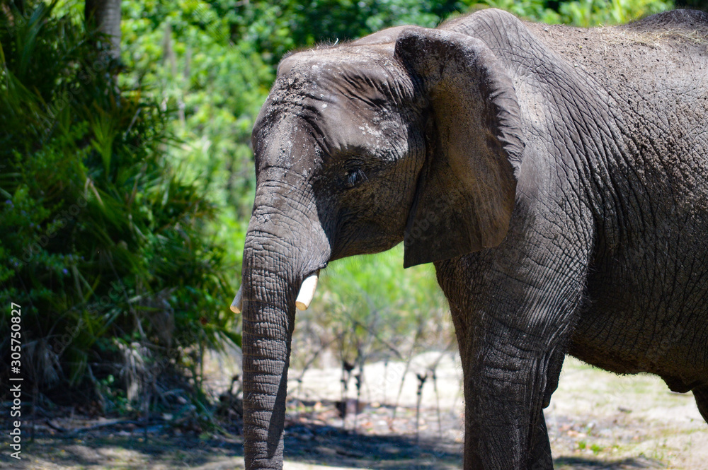 Fototapeta premium Closeup Of An Elephant