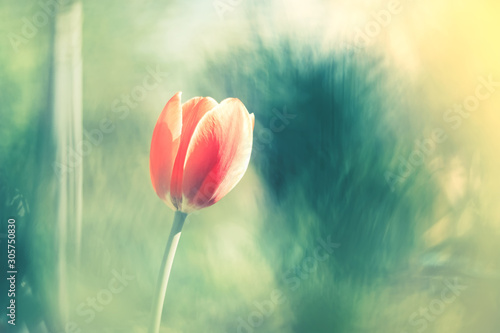 rozowy-tulipan-na-pieknym-rozmytym-tle