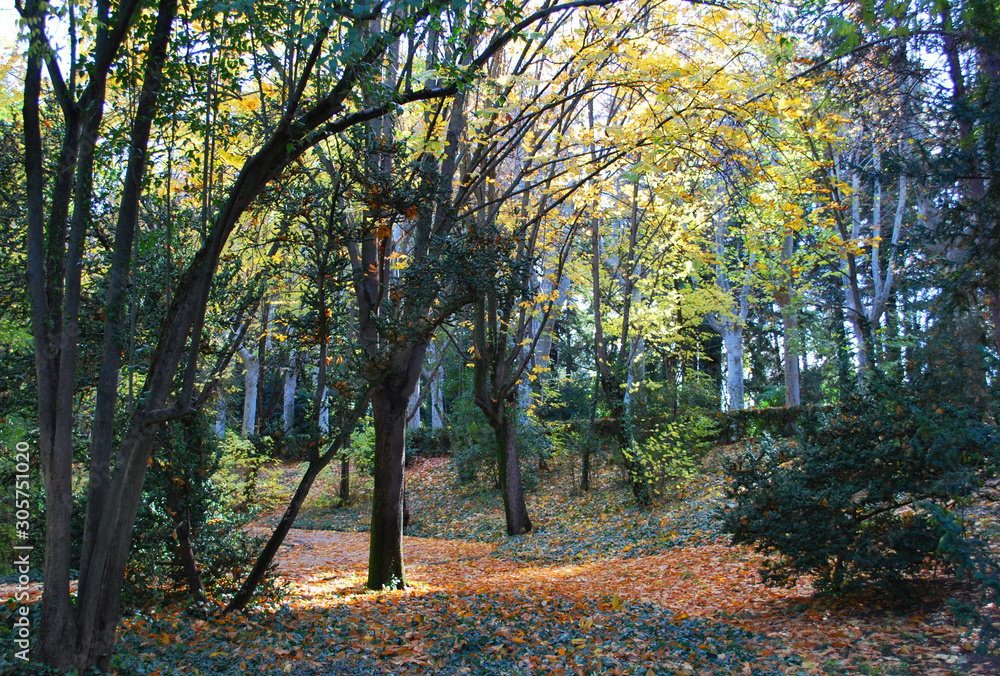 Árboles perdiendo sus coloridas hojas en otoño
