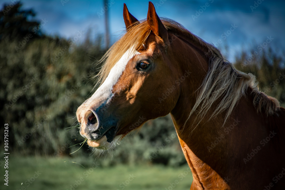 Obraz premium Horse