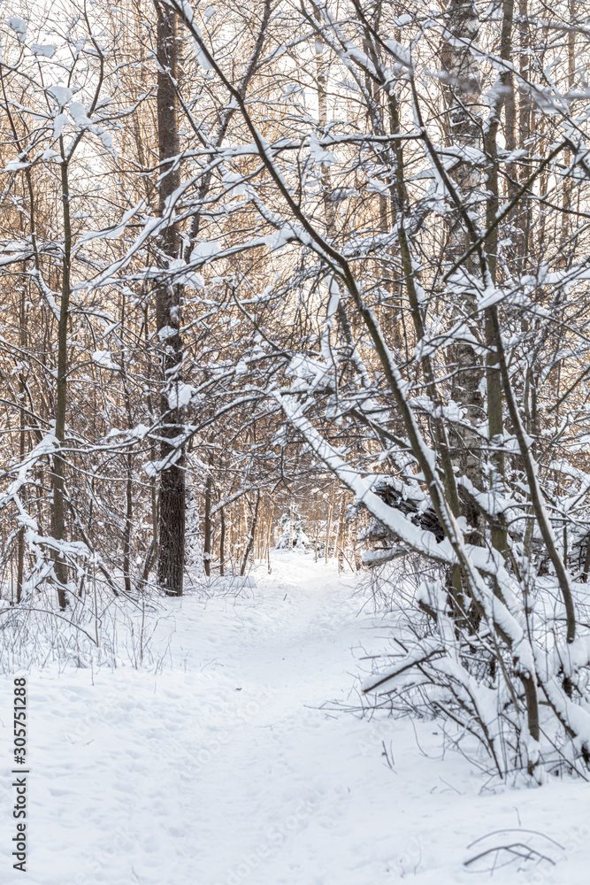 beautiful winter view, winter forest beautiful winter view, winter forest