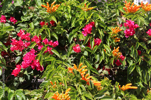 Floral background of orange and pink flowering climbing plants honeysuckle (Lonicera) and Bougainvillea