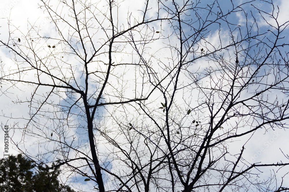 tree branch with blue sky background tree branch with blue sky background