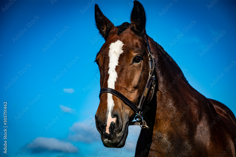 Horse Horse