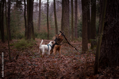 Bohemian Shepherd and Parson Russell Terrier playing in nature photo