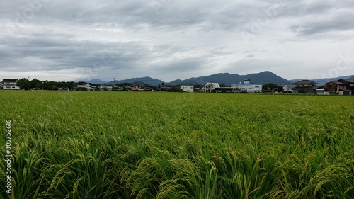farm in rural area near yoshinogari koen station Japan