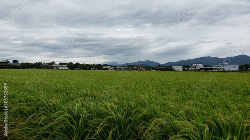 farm in rural area near yoshinogari koen station Japan