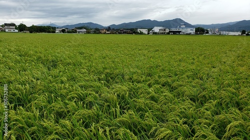farm in rural area near yoshinogari koen station Japan