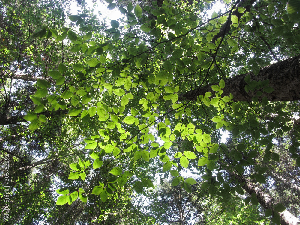 Fototapeta premium Leaves of European beech ( Fagus ) in summer . View from below . Abetone, Tuscany, Italy