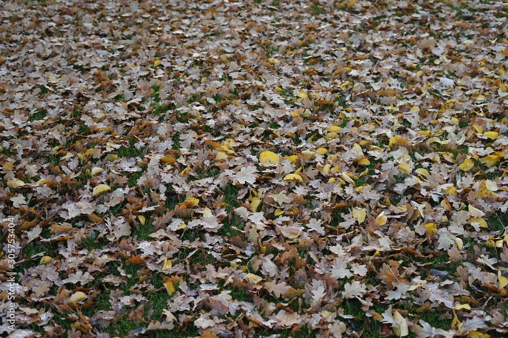 Von Herbstlaub bedeckter Grasboden