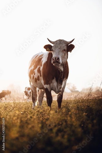 Cow portrait in the field. Autumn sunset landscape