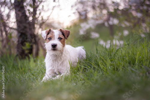 Foto Parson Russell Terrier Portrait - Spring