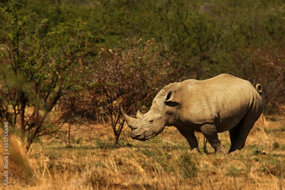A white rhinoceros, rhino, (Ceratotherium simum) staying in grassland. A white rhinoceros, rhino, (Ceratotherium simum) staying in grassland.