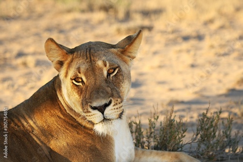 Lioness (Panthera leo) lying in Kalahari desert and looking for the rest of her pride. © Honza Hejda