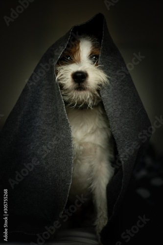 Jedi themed Parson Russell Terrier Portrait
